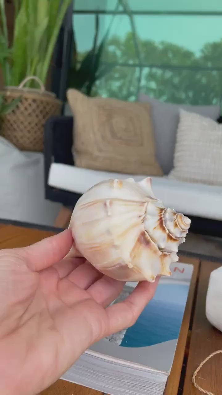 NORTH PACIFIC WHELK Conch Shell *All Sizes* Natural Brown Tan Display Seashell Coastal Décor