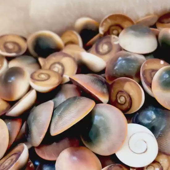 RED CAT EYE Operculum Shells *You Choose Quantity* .5-1" Natural Red Brown Green White Small Craft Seashells Coastal Beach Shiva Swirl Back