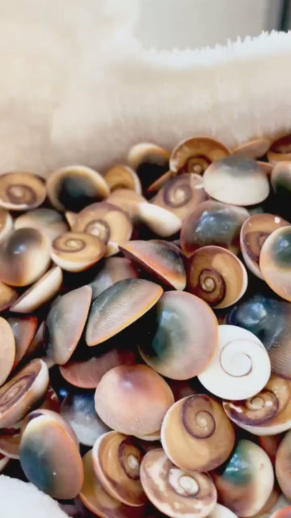 RED CAT EYE Operculum Shells *You Choose Quantity* .5-1" Natural Red Brown Green White Small Craft Seashells Coastal Beach Shiva Swirl Back