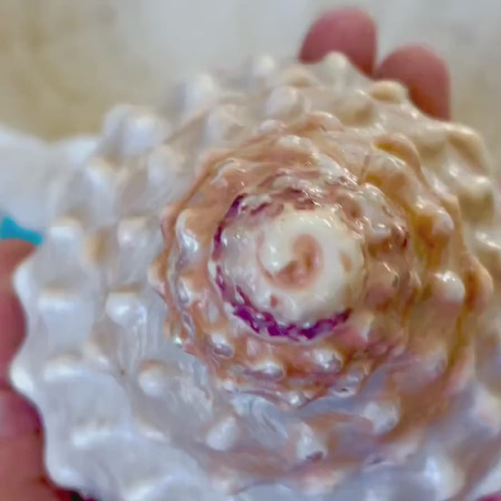 ORANGE WAVY TROCHUS Shell 4-4.5" Turban Pyramid Display Seashell Home Beach Coastal Décor