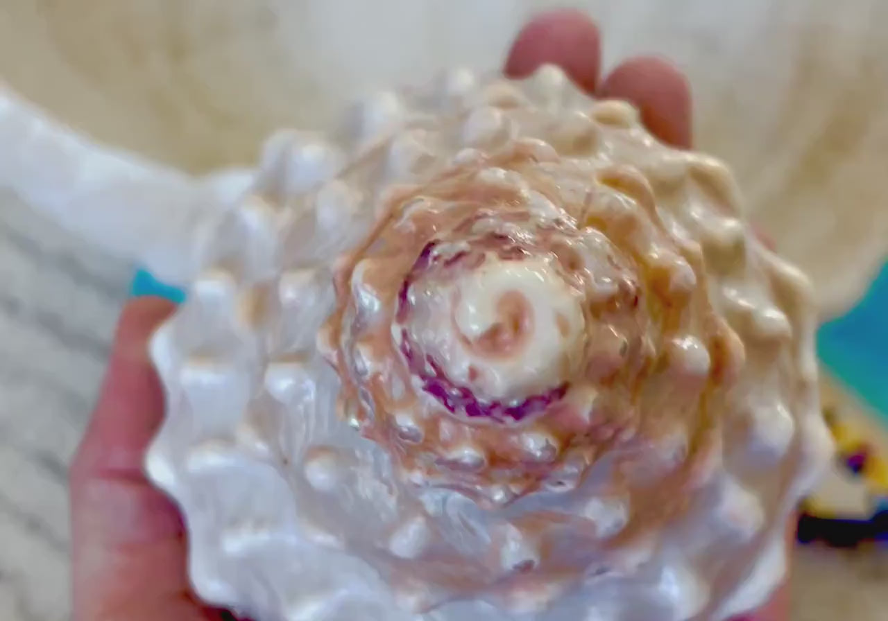 ORANGE WAVY TROCHUS Shell 4-4.5" Turban Pyramid Display Seashell Home Beach Coastal Décor