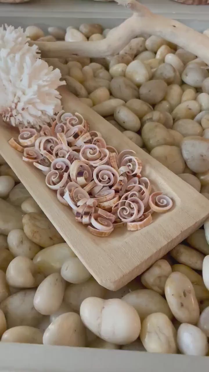 SWIRLY SPIRAL CUT Shells *100 Slices* .75-1" Natural Pink Color Small Craft Seashells Strombus Bulk Coastal Beach Home Décor