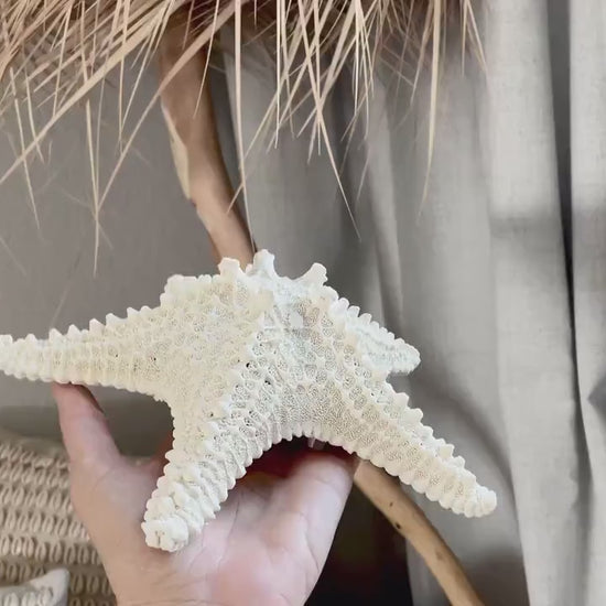 Knobby Starfish 100% Real XS-XXL 2-10" Off White/Tan Color Crafts & Coastal Décor Star Fish Wedding Beach Nautical Stars Small Medium Large