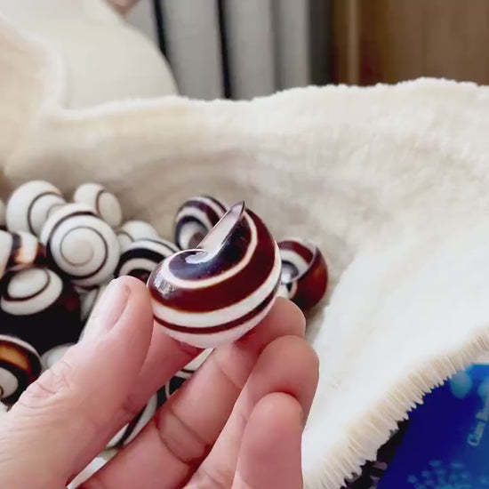 Striped Land Snail Shells, 1.25" Craft Seashells