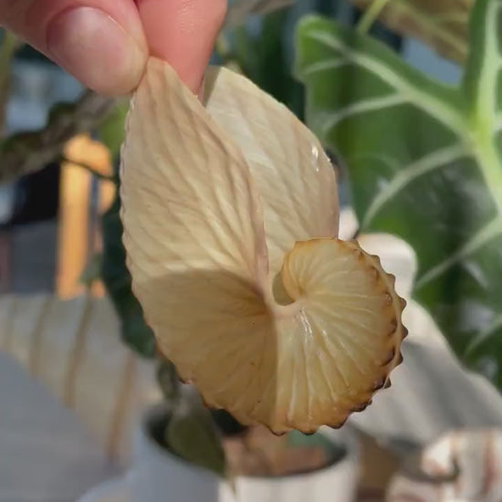 BROWN PAPER NAUTILUS Shell 2.5-3" X-Large Display Seashell Beach Nautical Décor Brown Argonaut