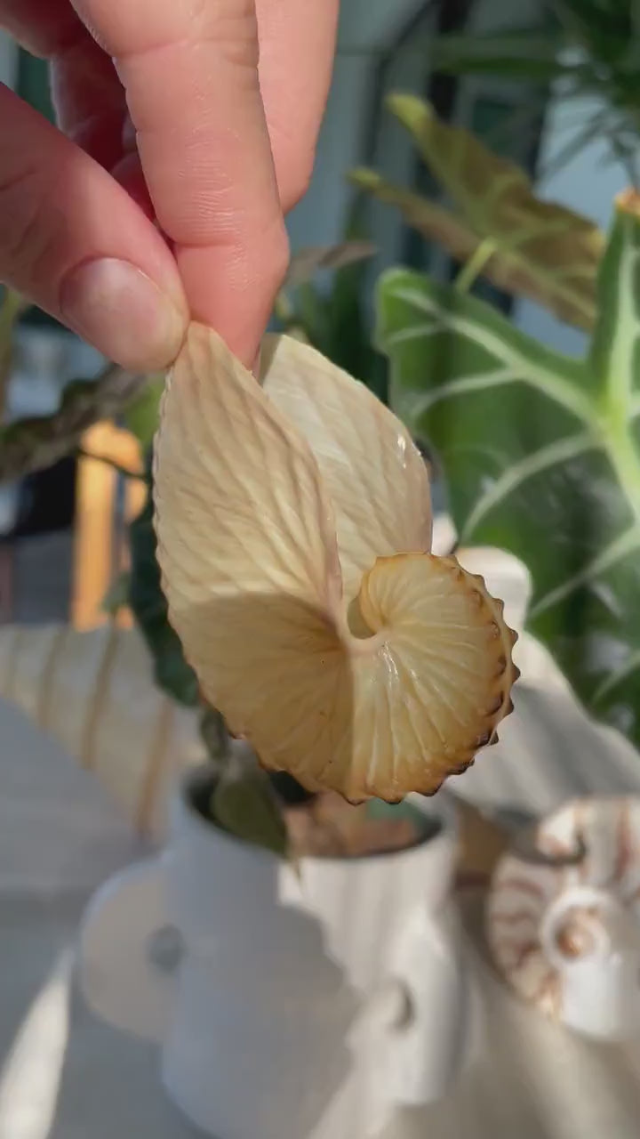 BROWN PAPER NAUTILUS Shell 2.5-3" X-Large Display Seashell Beach Nautical Décor Brown Argonaut