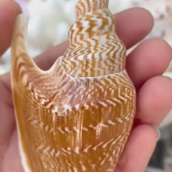 LISTER CONCH SHELL *All Sizes* Natural Brown White Display Seashell Mollusk Mirabili strombus Listeri