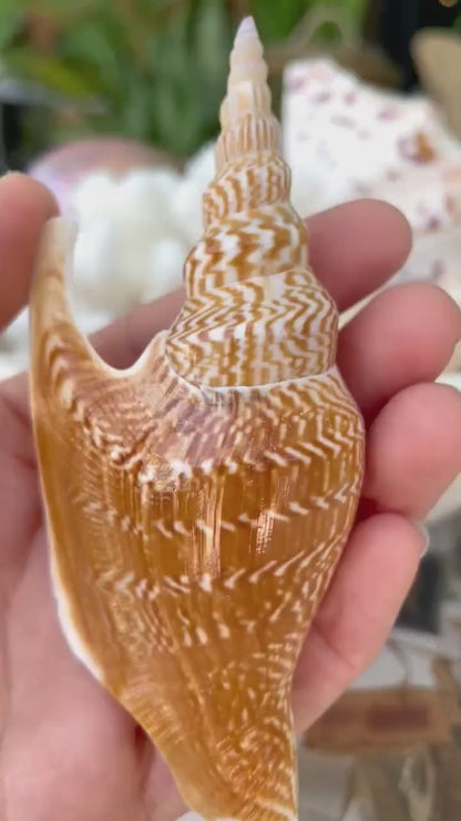LISTER CONCH SHELL *All Sizes* Natural Brown White Display Seashell Mollusk Mirabili strombus Listeri