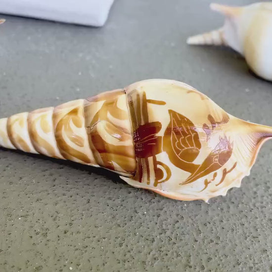 HAND CARVED TIBIA Shells 4-5" Natural Coastal Gift Brown White Display Seashell
