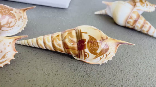 HAND CARVED TIBIA Shells 4-5" Natural Coastal Gift Brown White Display Seashell