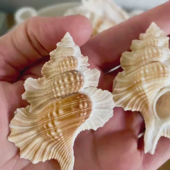 MAPLE LEAF SHELL *All Sizes* Natural Golden Brown White Small Craft Seashell Coastal Décor Beach Home Nautical Gift Biplex Gyrineum Perca