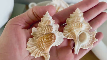 MAPLE LEAF SHELL *All Sizes* Natural Golden Brown White Small Craft Seashell Coastal Décor Beach Home Nautical Gift Biplex Gyrineum Perca