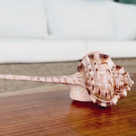 SNIPES BILL MUREX Shells *All Sizes* Natural Pink Brown White Display Seashell Coastal Crafts Décor