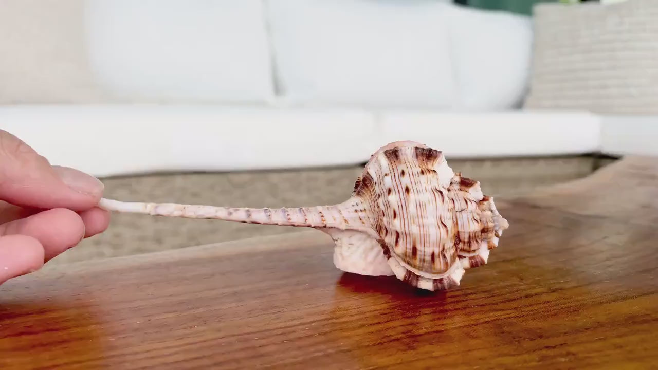 SNIPES BILL MUREX Shells *All Sizes* Natural Pink Brown White Display Seashell Coastal Crafts Décor