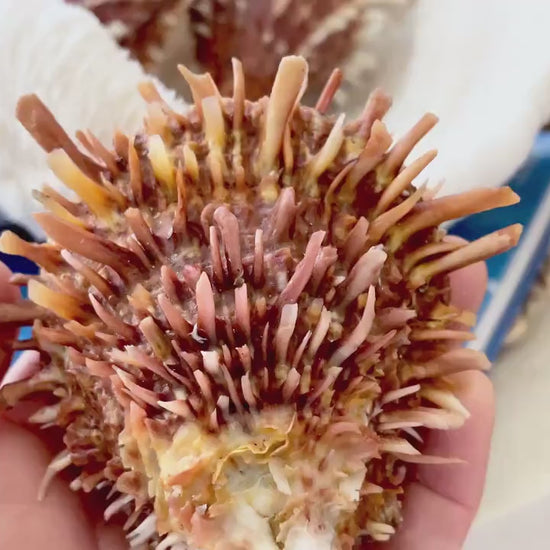 PACIFIC SPINY OYSTER Dark Orange Shell *All Sizes* Natural Full Paired Display Seashell Coastal Beach Home Décor Spondylus