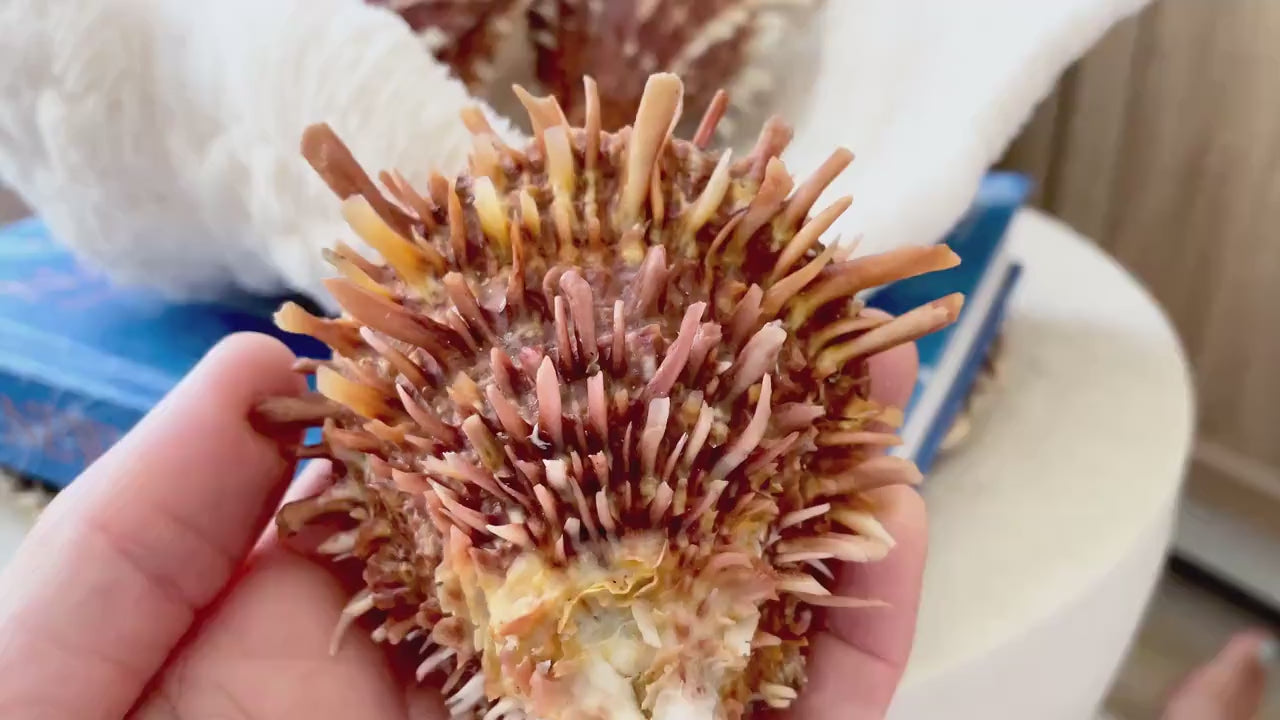 PACIFIC SPINY OYSTER Dark Orange Shell *All Sizes* Natural Full Paired Display Seashell Coastal Beach Home Décor Spondylus