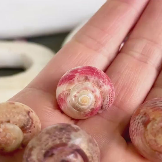 PINK PEARL UMBONIUM Shells *You Choose Quantity* Xl 1/2-3/4" Natural Color Small Snail Craft Seashells Coastal Beach Home Décor