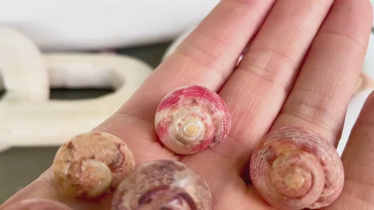 PINK PEARL UMBONIUM Shells *You Choose Quantity* Xl 1/2-3/4" Natural Color Small Snail Craft Seashells Coastal Beach Home Décor