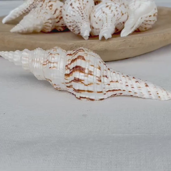 BROWN WHITE SPINDLE Shells Set of 3 *All Sizes*  Natural Display Seashells Beach Nautical Home Décor Coastal Crafts Fusinus Conch