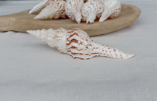 BROWN WHITE SPINDLE Shells Set of 3 *All Sizes*  Natural Display Seashells Beach Nautical Home Décor Coastal Crafts Fusinus Conch