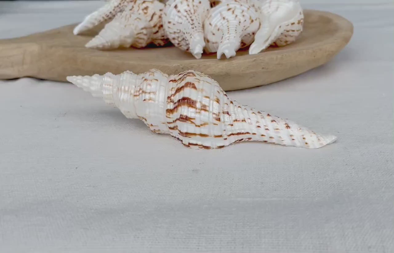 BROWN WHITE SPINDLE Shells Set of 3 *All Sizes*  Natural Display Seashells Beach Nautical Home Décor Coastal Crafts Fusinus Conch