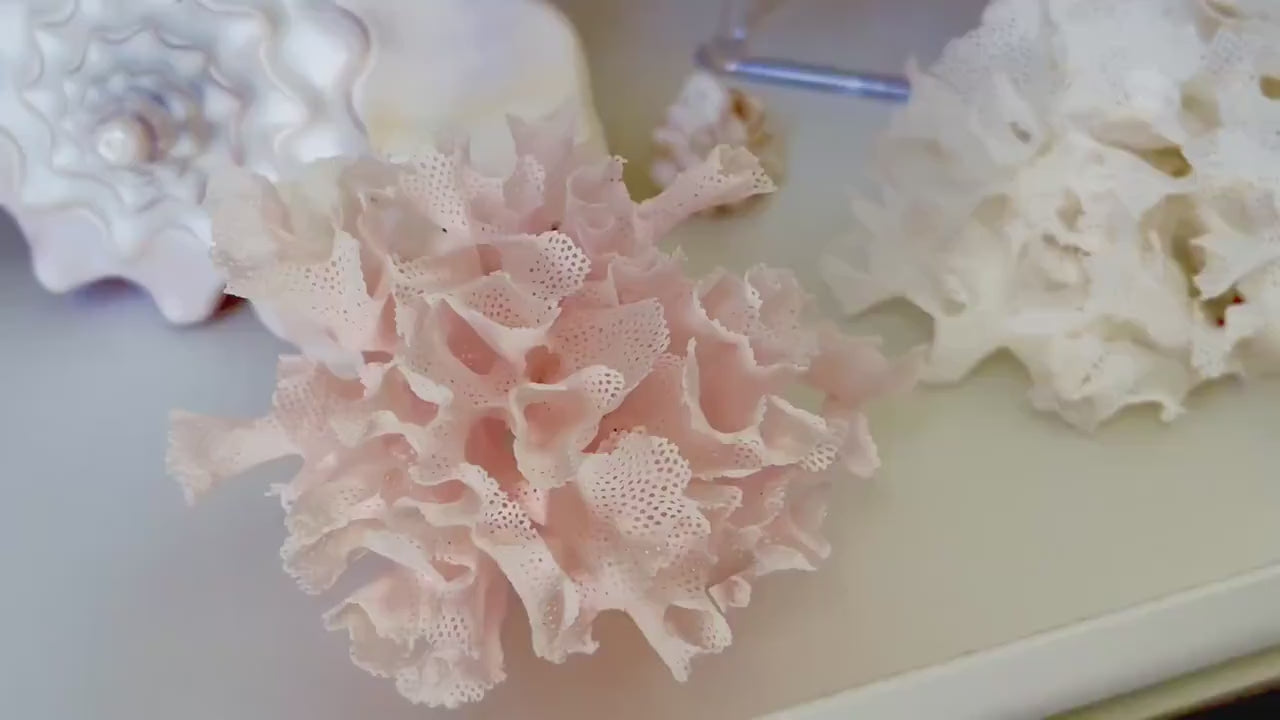 Rare FAN LACE Coral White or Pink in All Sizes Authentic Natural Real Sea Fossil Coastal Décor Ocean Beach House Sustainable Nature Art