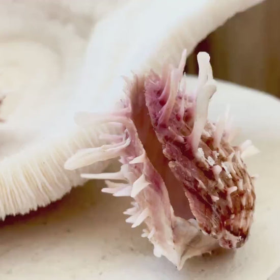 PACIFIC SPINY OYSTER Pink White Shell *All Sizes* Natural Full Paired Display Seashell Coastal Beach Home Décor Spondylus