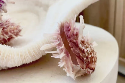 PACIFIC SPINY OYSTER Pink White Shell *All Sizes* Natural Full Paired Display Seashell Coastal Beach Home Décor Spondylus