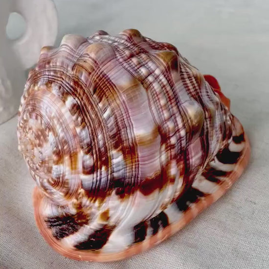 RED MOUTH CAMEO Bull Shell *All Sizes* Authentic Bright Color Display Helmet Seashell Beach Nautical Décor