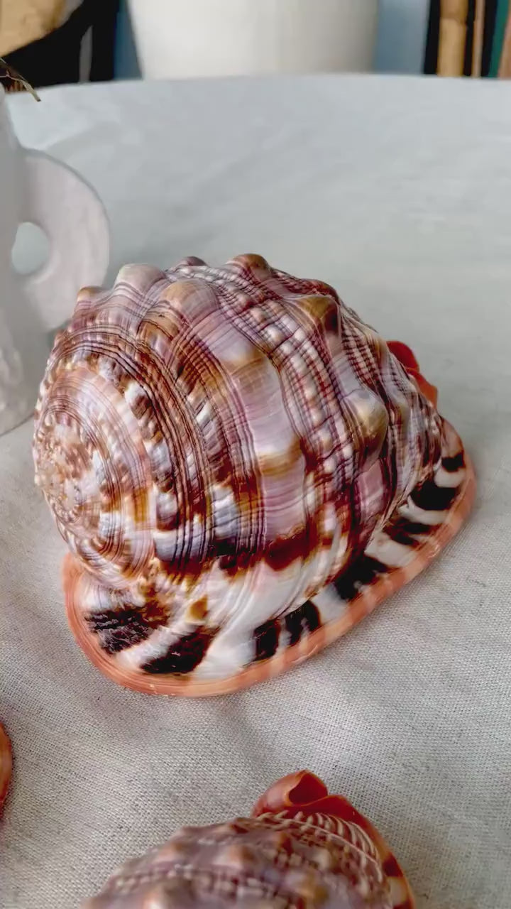 RED MOUTH CAMEO Bull Shell *All Sizes* Authentic Bright Color Display Helmet Seashell Beach Nautical Décor