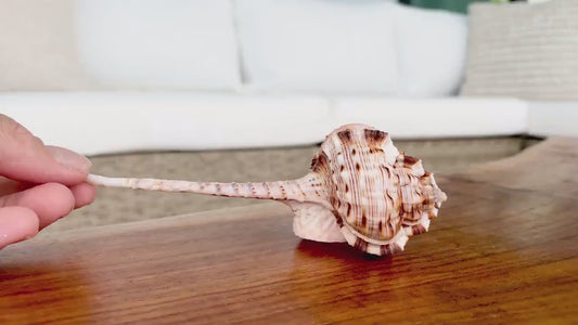 Pink Snipes Bill Murex Seashells 2-6" *You Choose Size*Coastal Décor Crafts