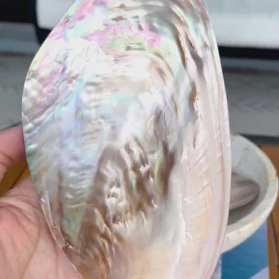FULL MUSSEL SHELL Pair *All Sizes* Mother of Pearl Irredescent Display Seashell Large Clam Beach Coastal Décor