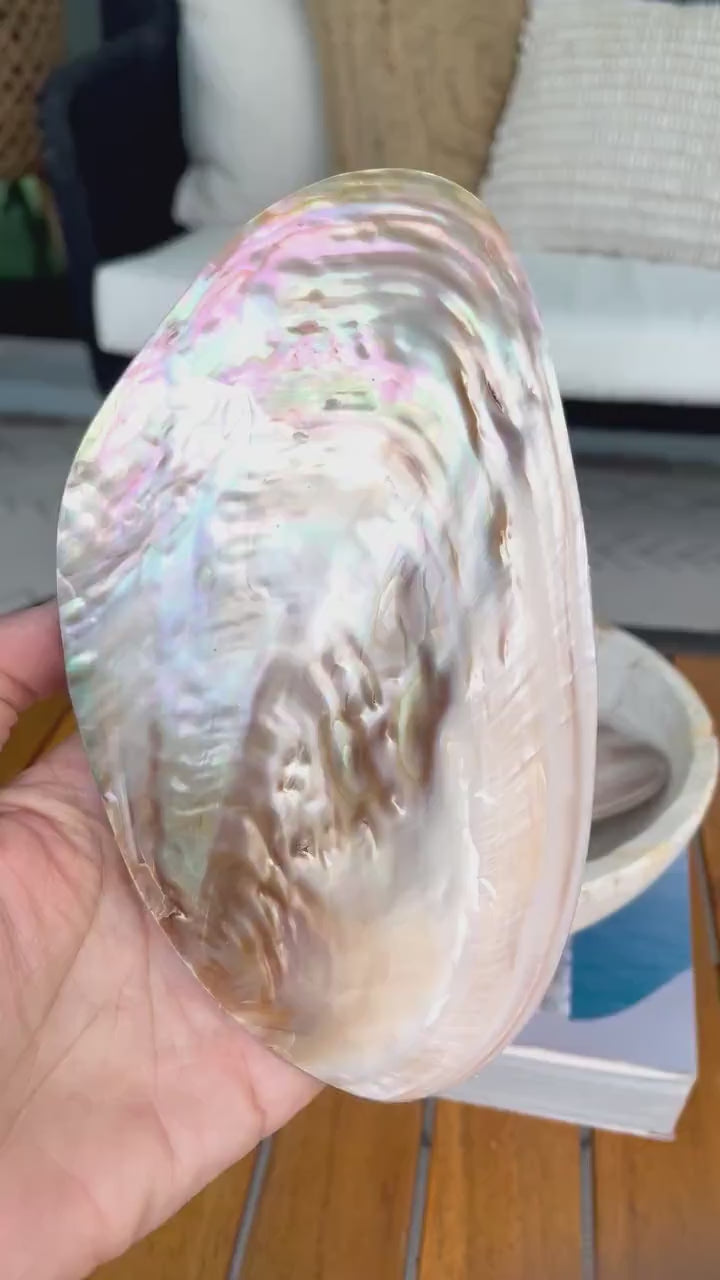 FULL MUSSEL SHELL Pair *All Sizes* Mother of Pearl Irredescent Display Seashell Large Clam Beach Coastal Décor