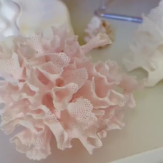 Lace Bryozoa Coral Fan Fossil - Pink or White Coastal Decor