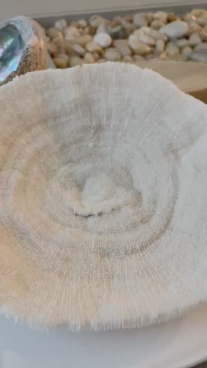 HELIACUS SNAIL SHELLS *You Choose Quantity* 1/2"-7/8" Natural Black White Textured Tiny Small Craft Seashells Coastal Beach Home Décor