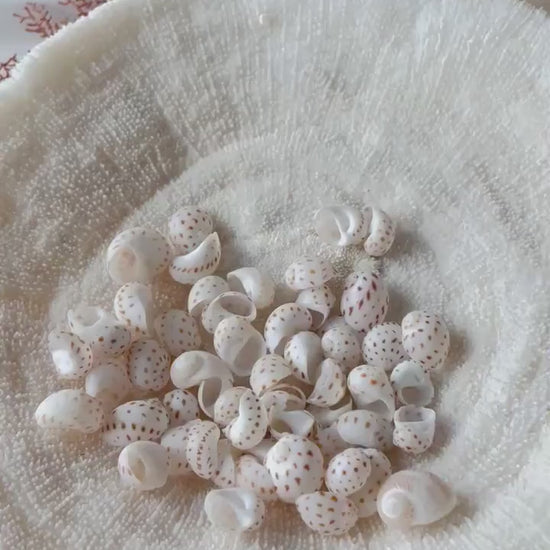NATICA ONEIDA SHELLS *You Choose Quantity* 1/2"-7/8" Natural White Brown Speckled Spots Small Craft Snail Seashells Coastal Beach Home Décor
