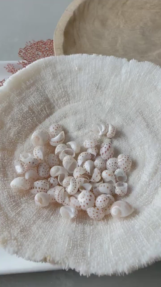 NATICA ONEIDA SHELLS *You Choose Quantity* 1/2"-7/8" Natural White Brown Speckled Spots Small Craft Snail Seashells Coastal Beach Home Décor