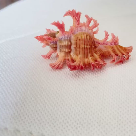 MUREX ACULEATUS Shell *1.5-2"* Rare Natural Pink Display Collectors Seashell
