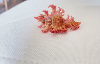 MUREX ACULEATUS Shell *1.5-2"* Rare Natural Pink Display Collectors Seashell