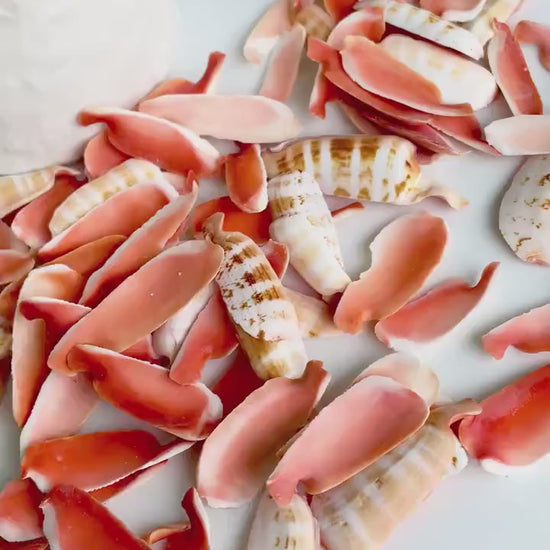 RED LIP SLICED Cut Shells *100 Slices* 1.5-2" Natural Colored Small Craft Seashells Strombus Coastal Beach Home Décor Bulk