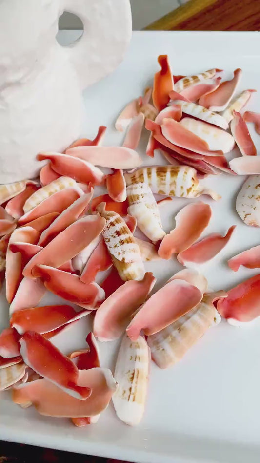 RED LIP SLICED Cut Shells *100 Slices* 1.5-2" Natural Colored Small Craft Seashells Strombus Coastal Beach Home Décor Bulk