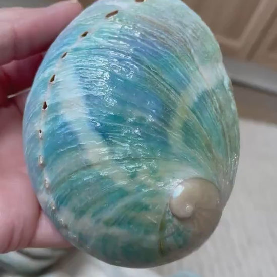 BLUE GREEN POLISHED High Shine Abalone Shells *All Sizes* Natural Iridescent Silver Mermaid Seashell Coastal Décor Gift Sage Dish