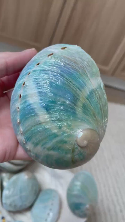 BLUE GREEN POLISHED High Shine Abalone Shells *All Sizes* Natural Iridescent Silver Mermaid Seashell Coastal Décor Gift Sage Dish