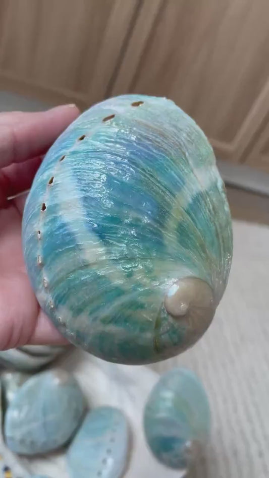 BLUE GREEN POLISHED High Shine Abalone Shells *All Sizes* Natural Iridescent Silver Mermaid Seashell Coastal Décor Gift Sage Dish
