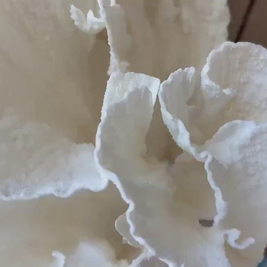 LARGE 9" POCA CORAL Lucite Mounted Display Natural Specimen Sculpture Decorative Coastal Beach Home Décor Wedding Gift White