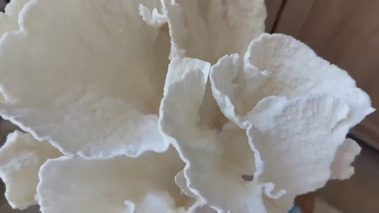 LARGE 9" POCA CORAL Lucite Mounted Display Natural Specimen Sculpture Decorative Coastal Beach Home Décor Wedding Gift White