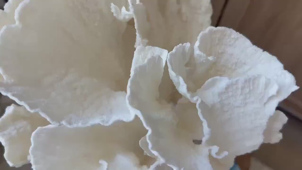 LARGE 9" POCA CORAL Lucite Mounted Display Natural Specimen Sculpture Decorative Coastal Beach Home Décor Wedding Gift White