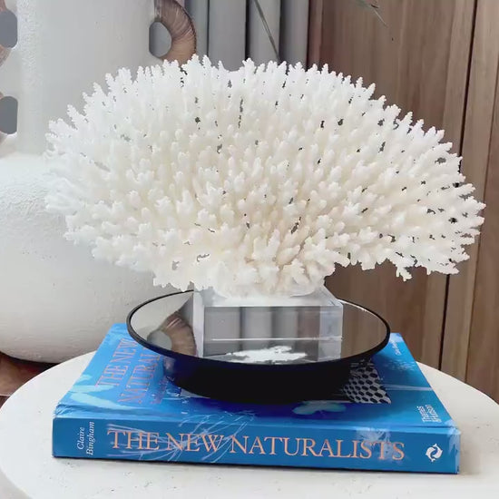 Mounted 13" Genuine TABLE CORAL Specimen Sculpture Clear Lucite Display Base Decorative Coastal Beach Home Décor Gift Wedding White