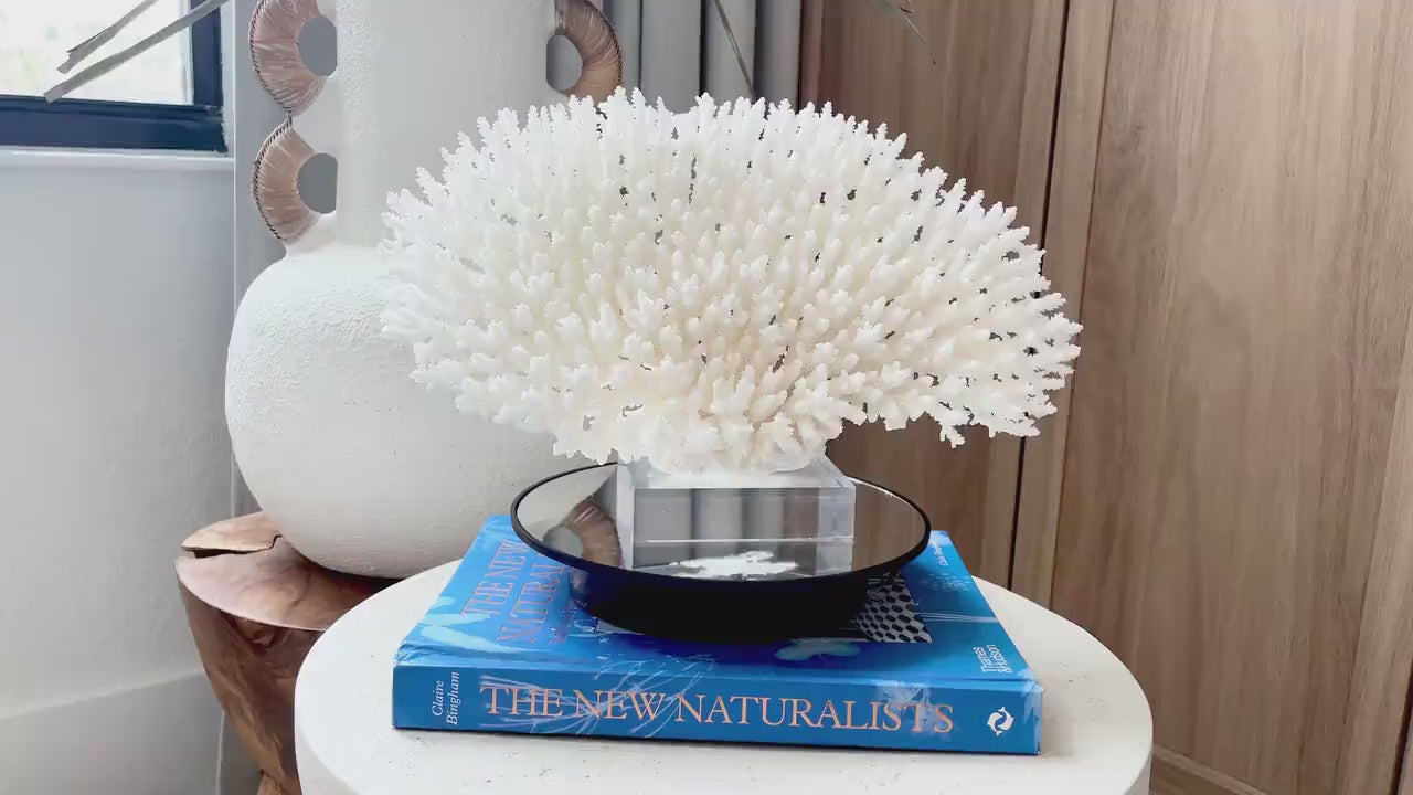 Mounted 13" Genuine TABLE CORAL Specimen Sculpture Clear Lucite Display Base Decorative Coastal Beach Home Décor Gift Wedding White