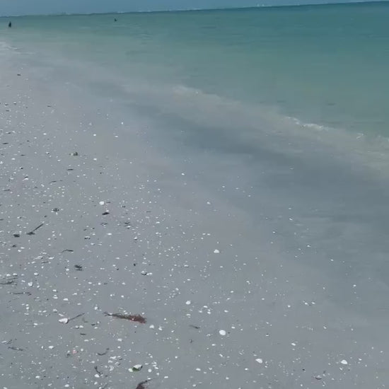 LETS GO SHELLING! Mixed Sanibel & Captiva Florida Beach Handpicked All Sizes Natural Seashells Shells Great for Crafting Coastal Home Décor